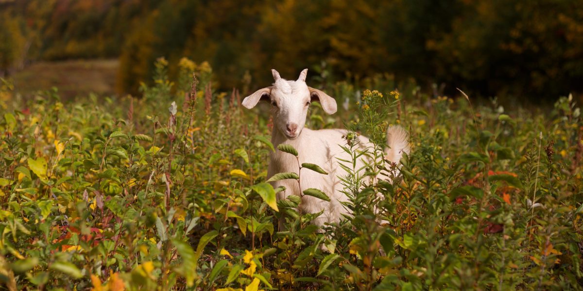 This climate-conscious ski resort hired goats instead of gas-guzzling mowers: 'They take a lot of lunch breaks' | Fortune