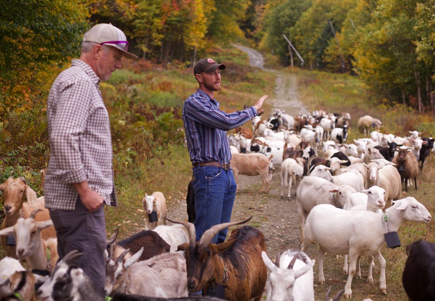 Goats