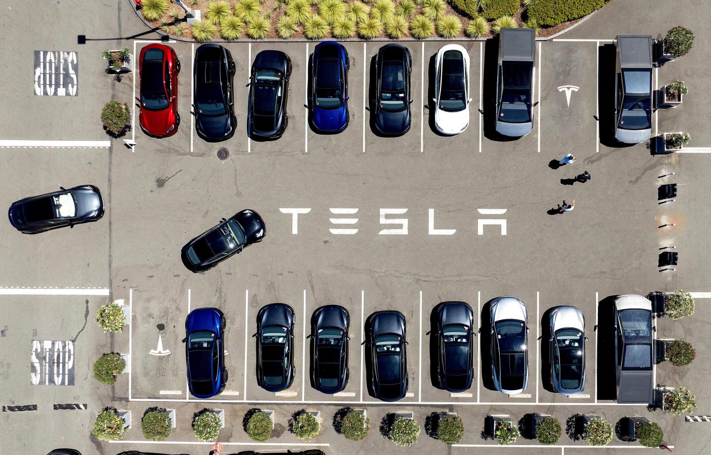 Tesla cars in parking lot