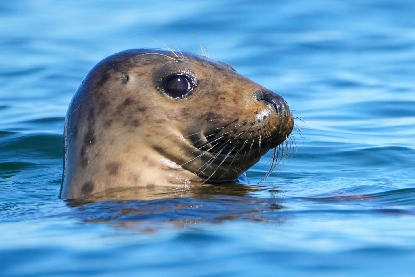seal