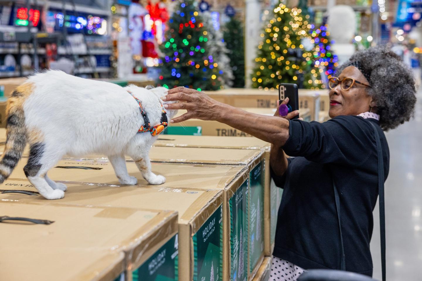 Lowe's cat