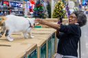 Lowe's cat