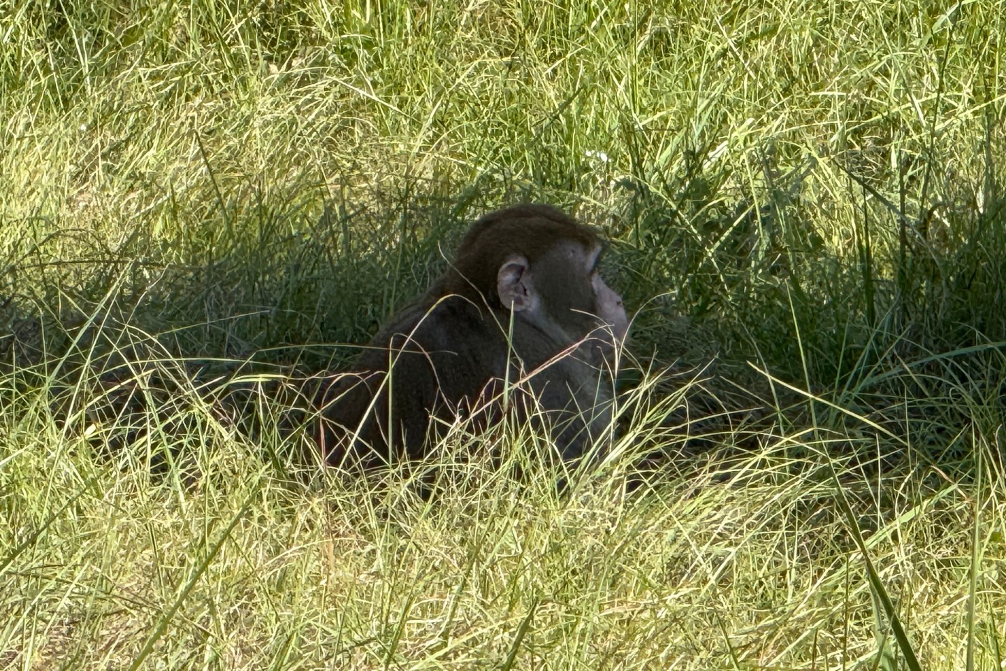 This photo provided by Scotty Ray Boyd shows an escaped monkey sitting in the grass Tuesday, Oct. 28, 2025, in Heidelberg, Miss.