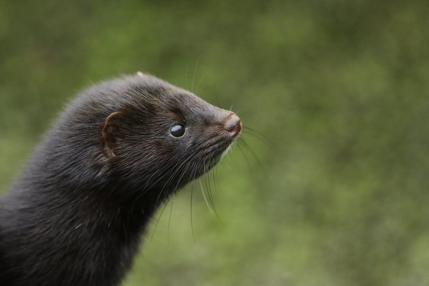 Mink