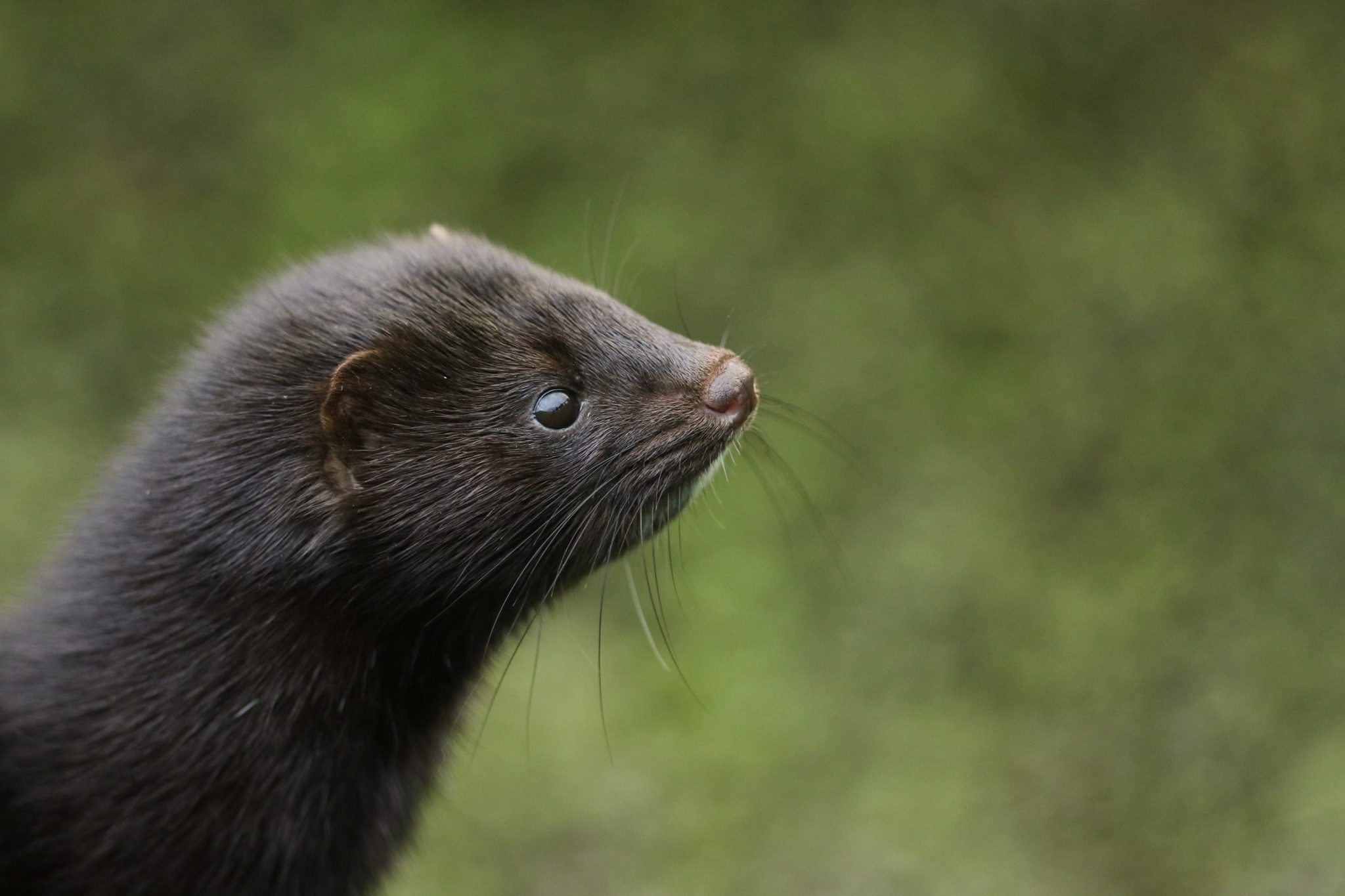 Iowa farmers scramble to capture thousands of mink released in ‘terrorist act’ by likely anti-fur protesters