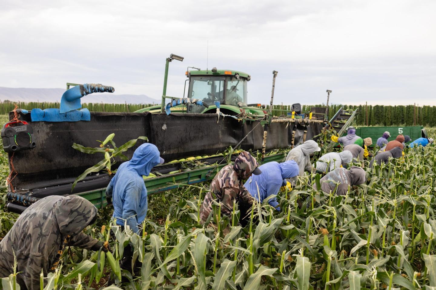 Trump’s own Labor Department quietly admits his immigration crackdown risks ‘supply shock-induced food shortages’ and higher prices