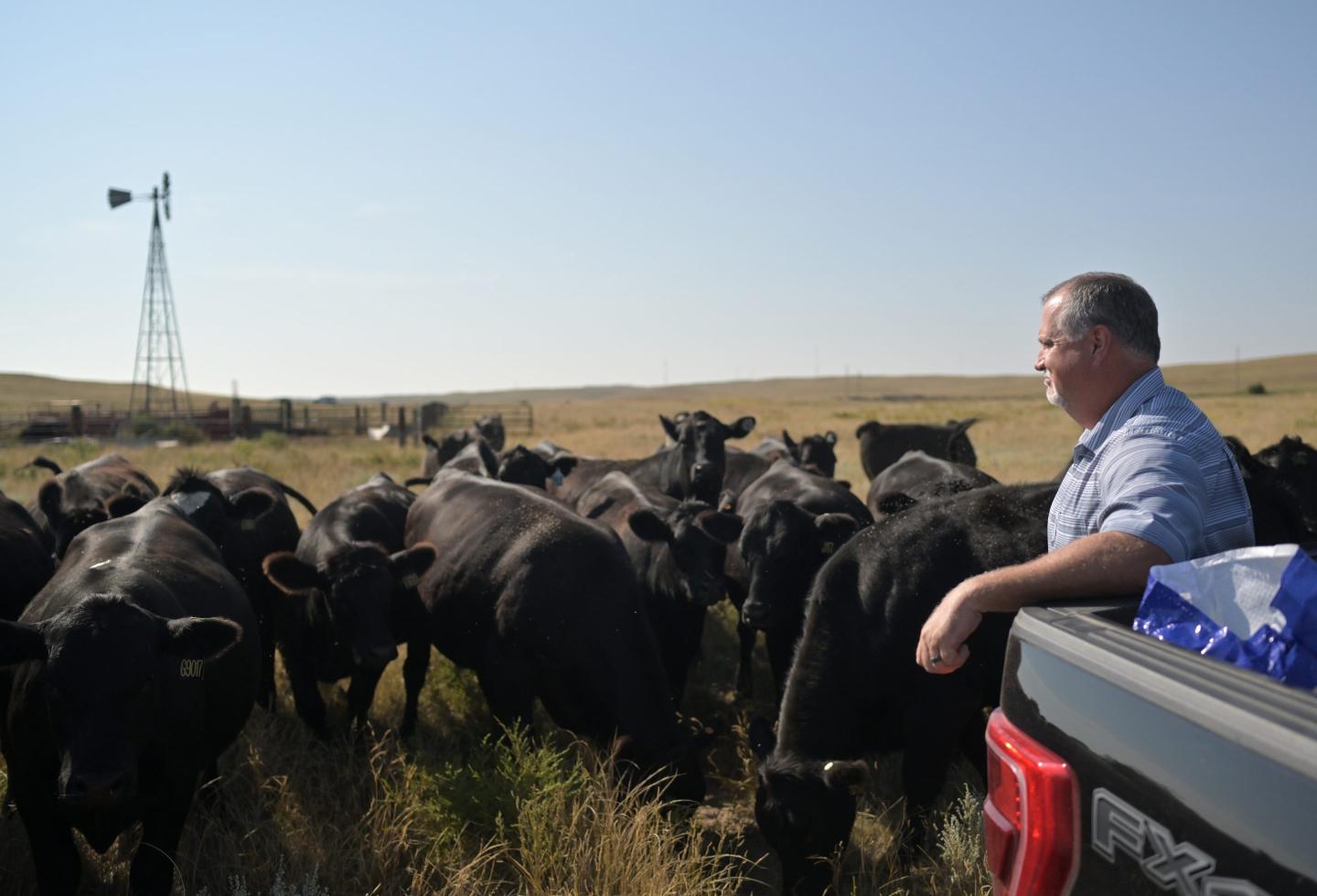Man watches a herd of cattle