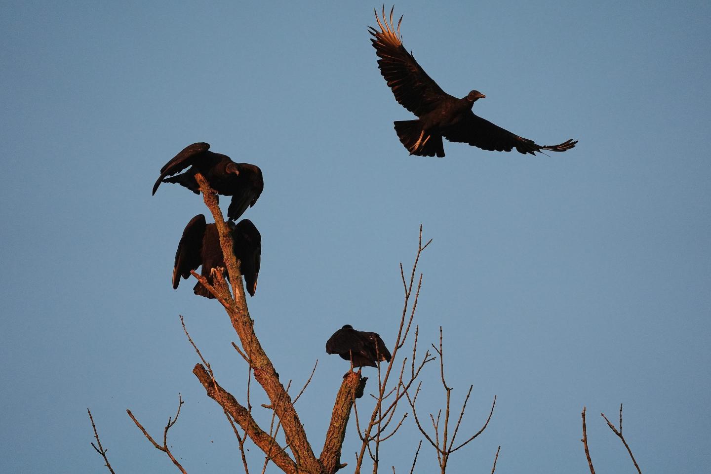 U.S. cattle faces a growing threat from a protected species of vulture spreading north amid climate change — ‘They just basically eat them alive’