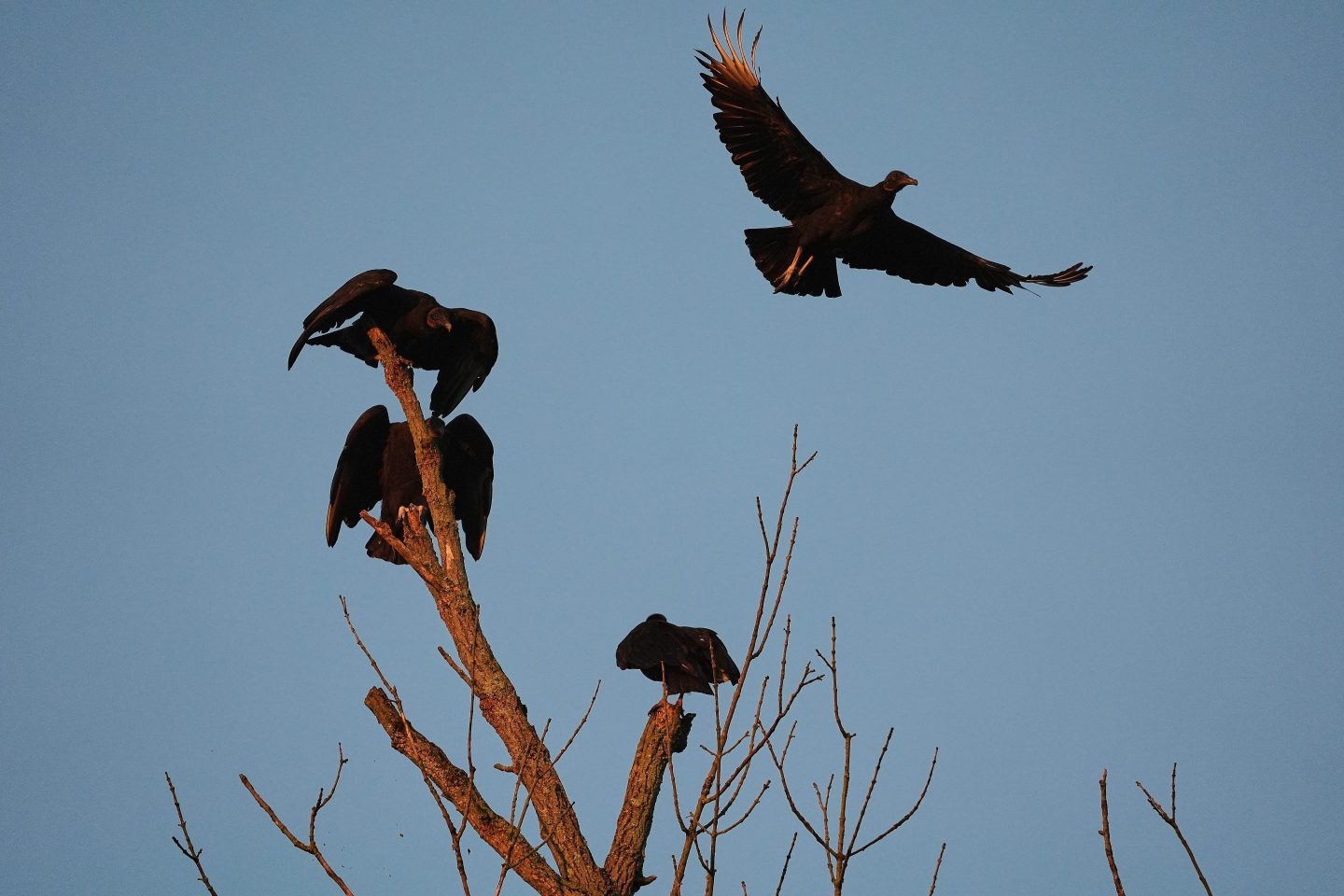 A black vulture, top right, flies in Cincinnati on Sept. 29, 2025.