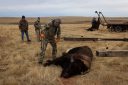 buffalo