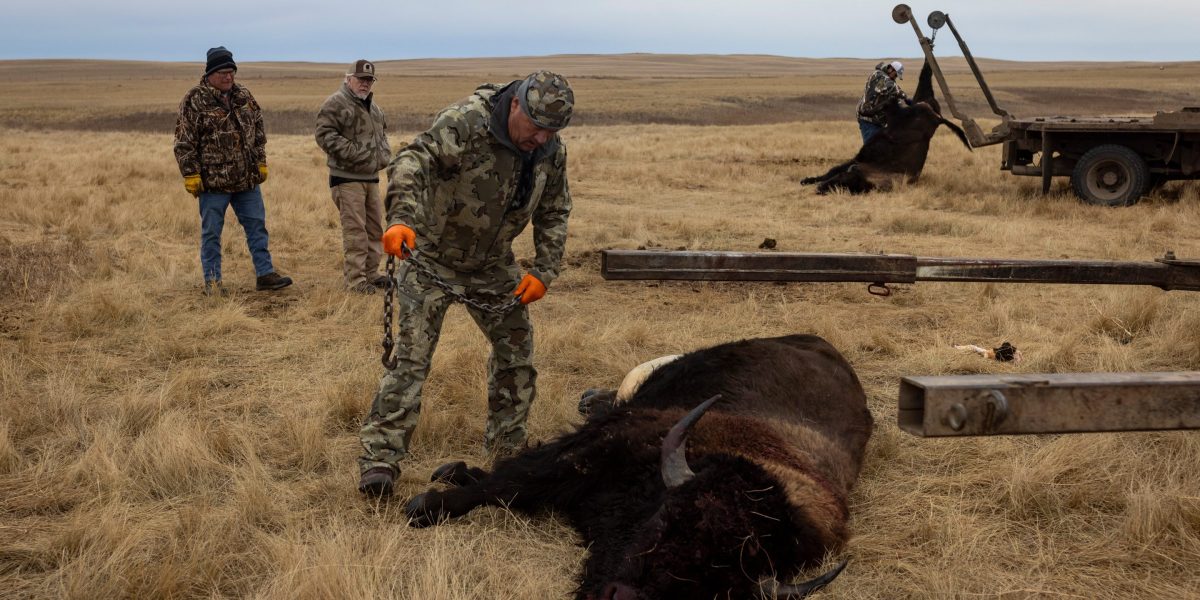 Shutdown starvation was so bad that some Native American tribes killed the buffalo herds that they helped restore | Fortune