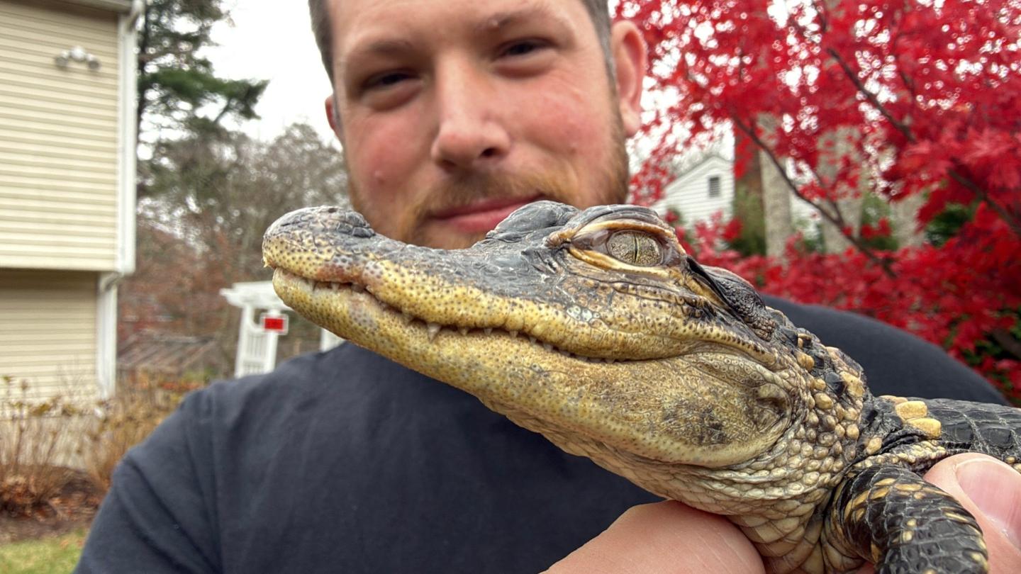 alligator