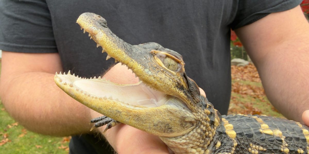 Tiny alligator delights - then alarms - Boston, before safe capture | Fortune