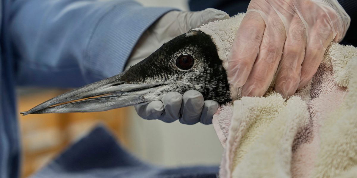 Maine is getting Loony again as population of beloved bird doubles since 1983 | Fortune