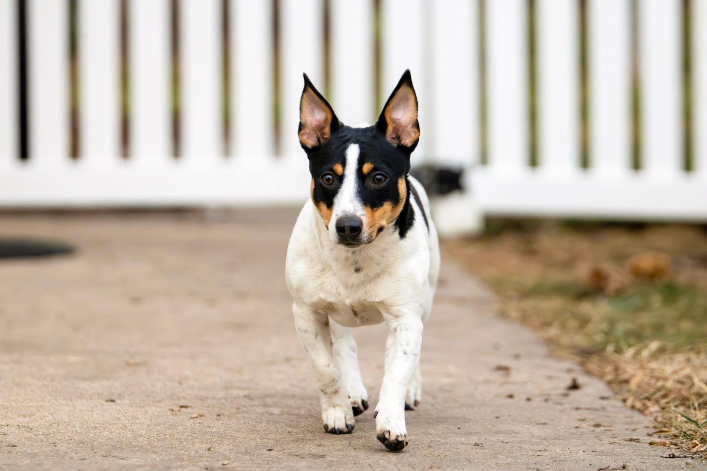 Teddy Roosevelt Terrier