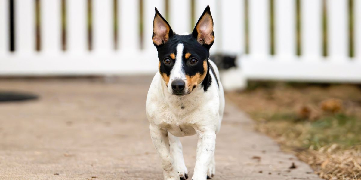 Meet the Teddy Roosevelt terrier, one of the American Kennel Club’s new dog breeds for 2026 Meet the Teddy Roosevelt terrier, one of the American Kennel Club’s new dog breeds for 2026