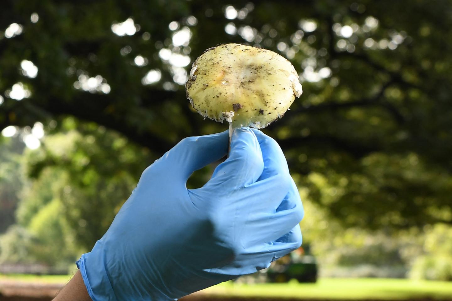 These toxic wild mushrooms have caused a deadly outbreak of poisoning in California