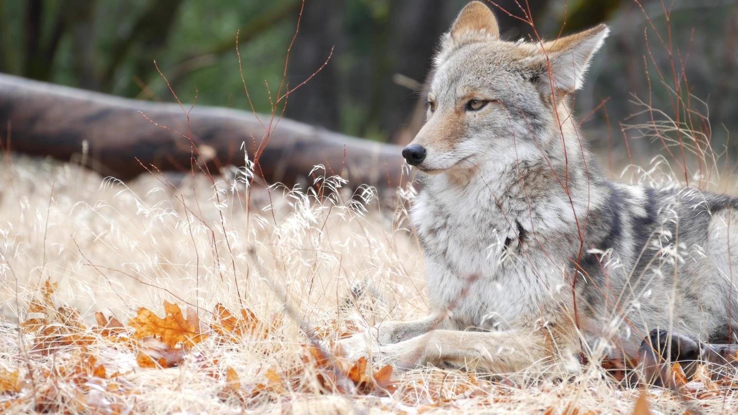 coyote
