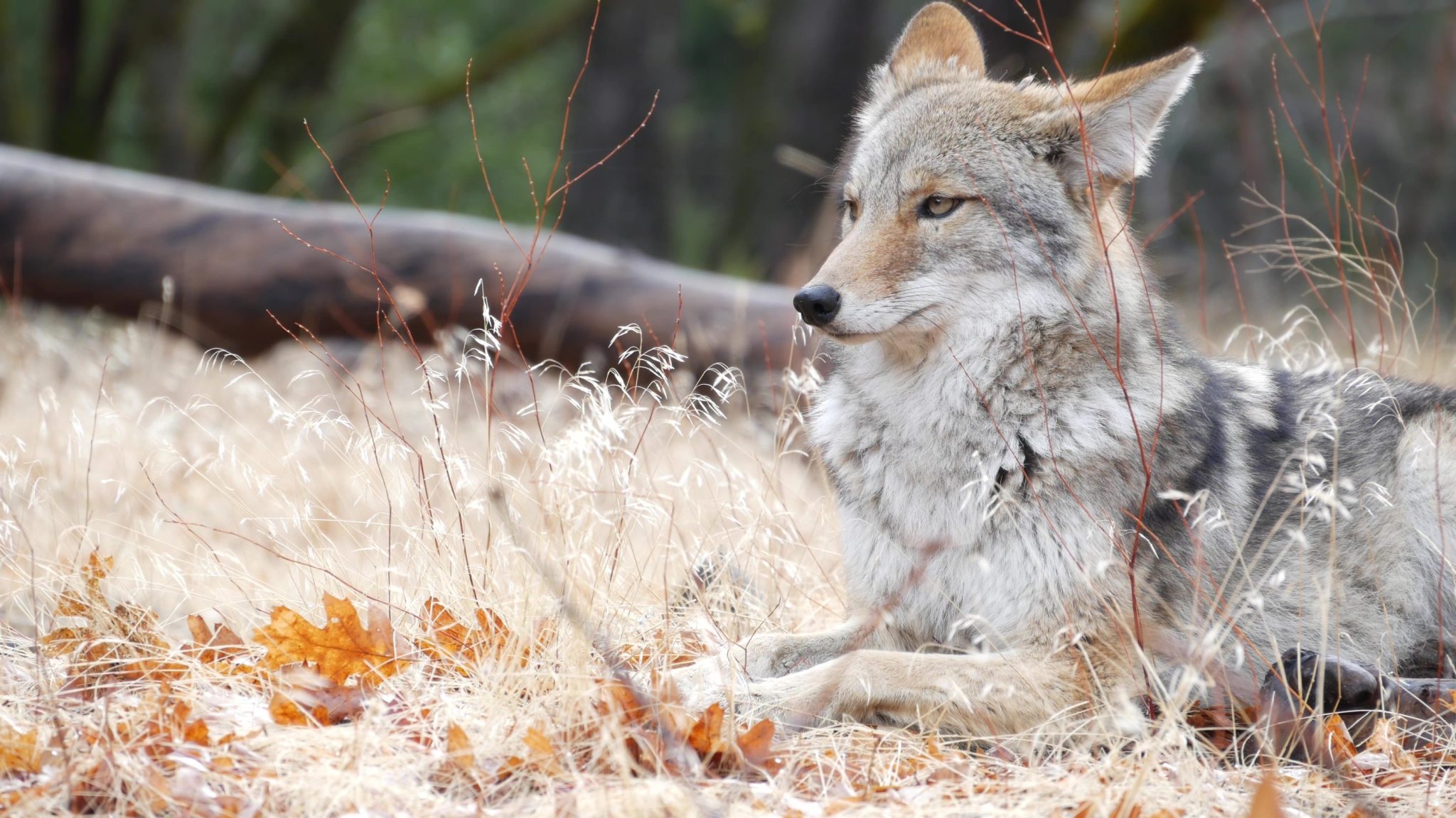 Why coyotes won’t become the new wolves and what it has to do with moose and beaver