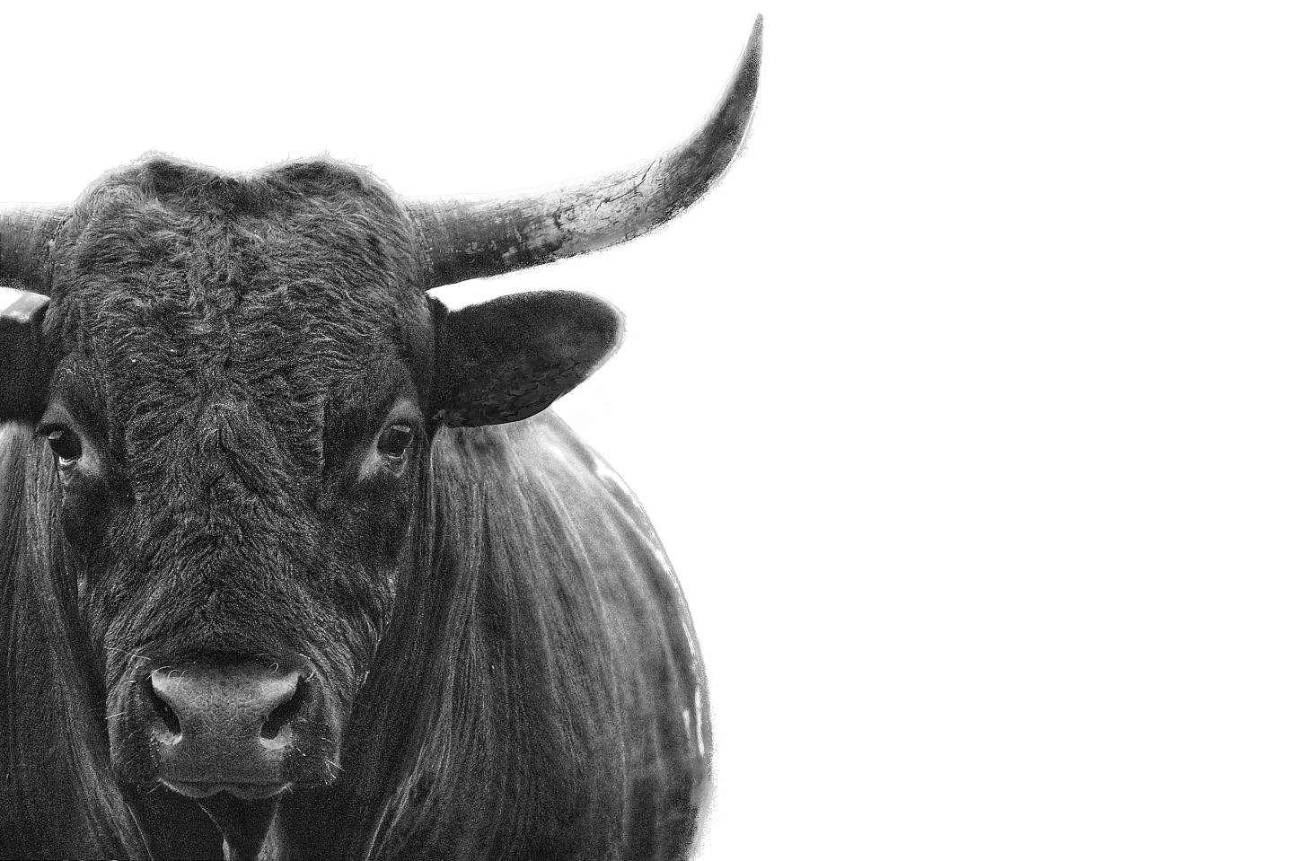 Bull