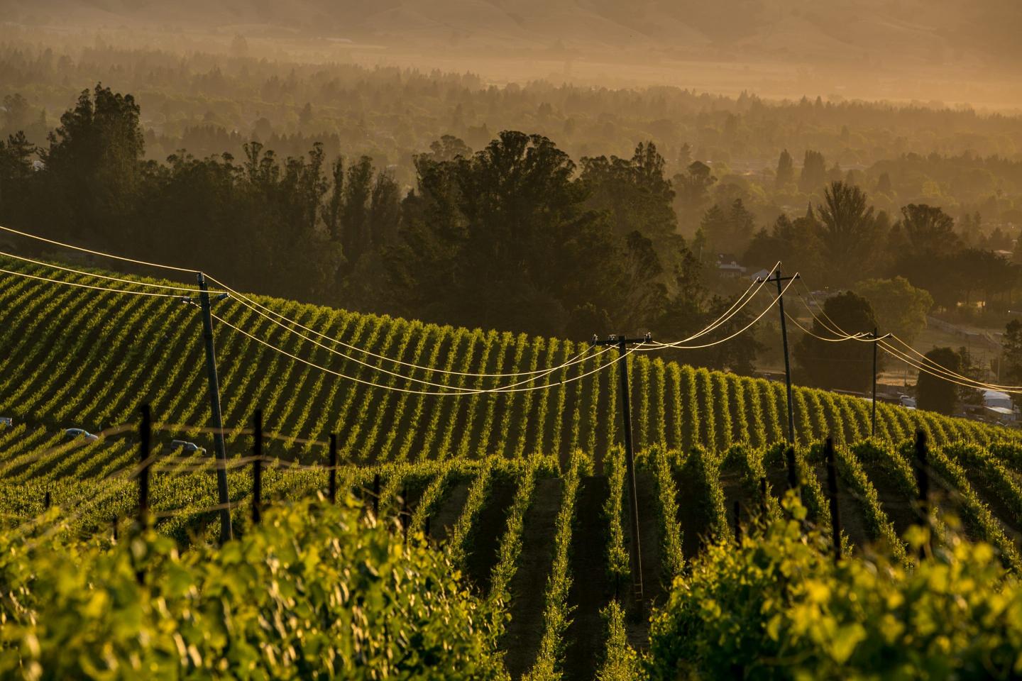Fortune Archives: The Grape Depression