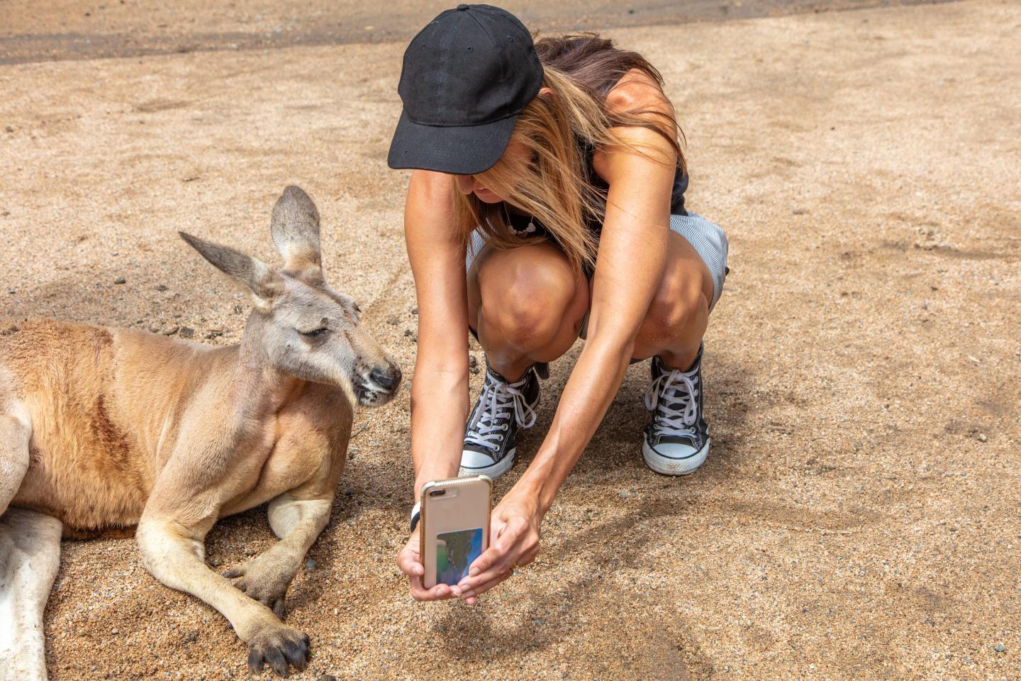 kangaroo