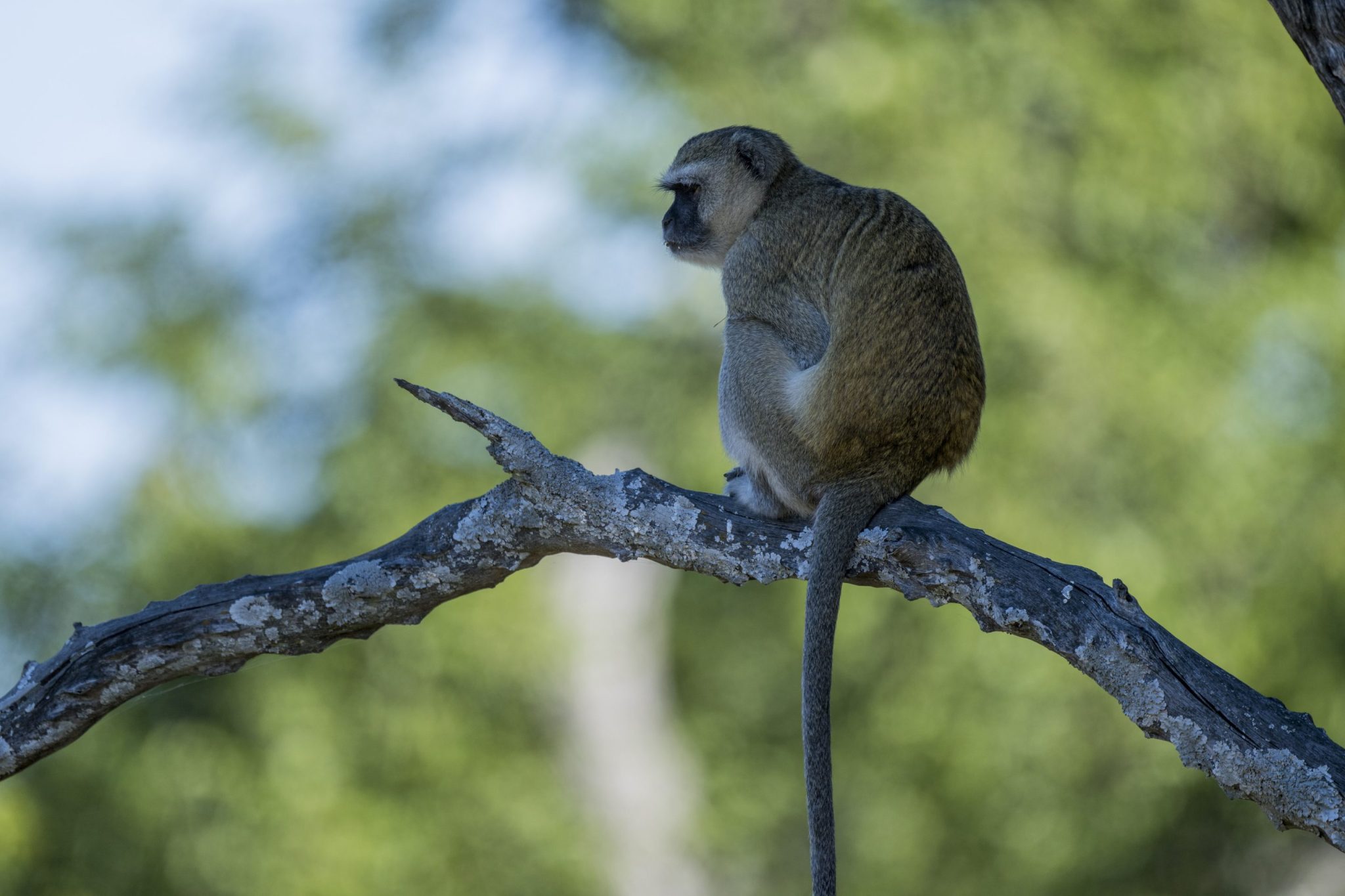 Monkeys are on the loose in St. Louis, and AI-generated jokes are just slowing down animal control’s primate chase