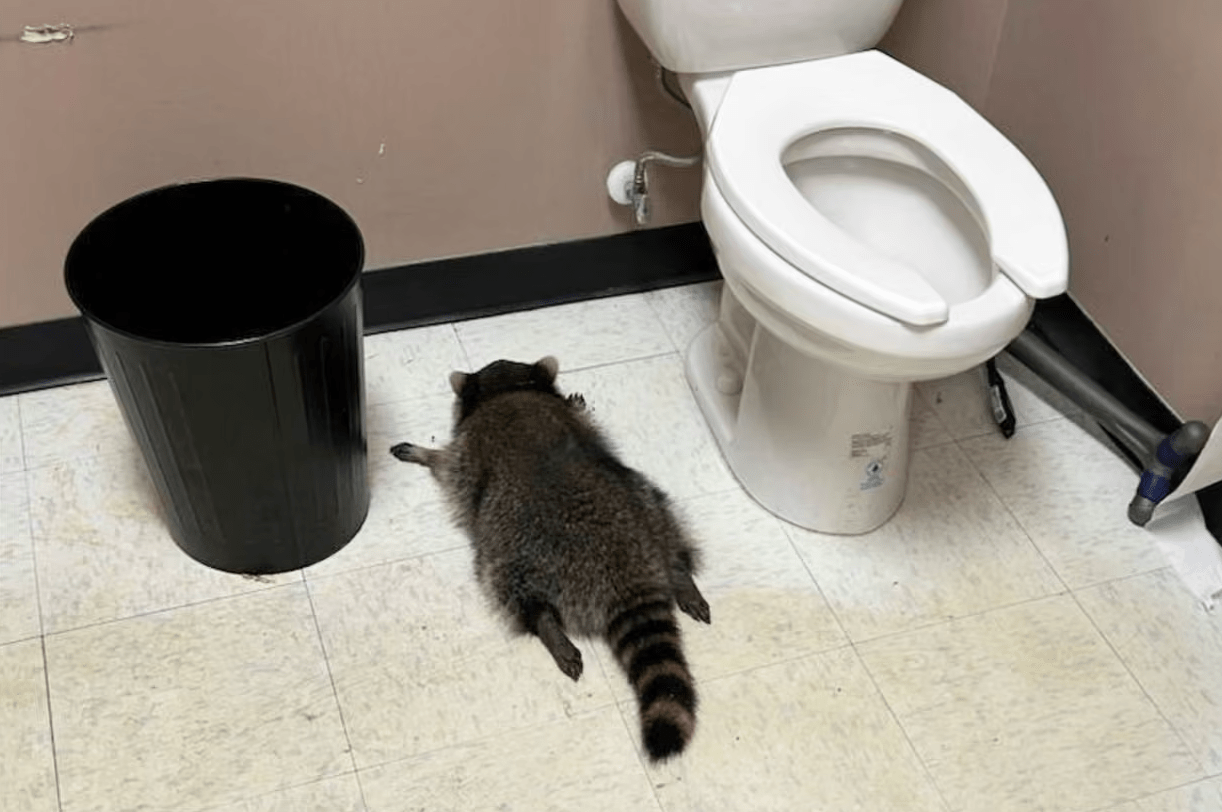 raccoon