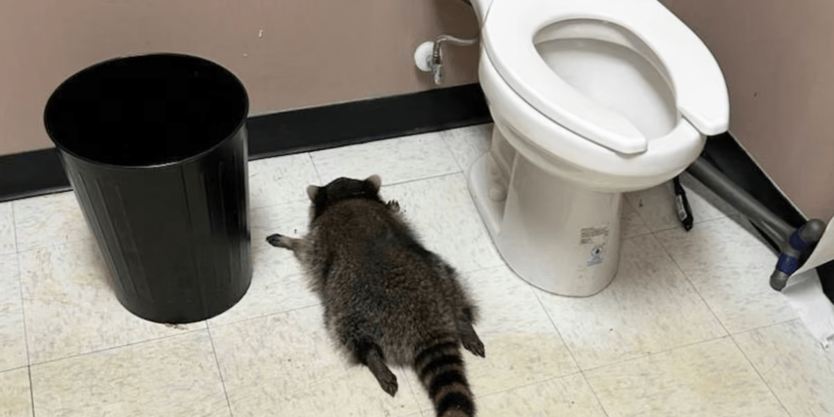 For 15 years, a neuroscientist has studied raccoon intelligence in Central Virginia. Then a drunk one passed out in a nearby liquor store | Fortune