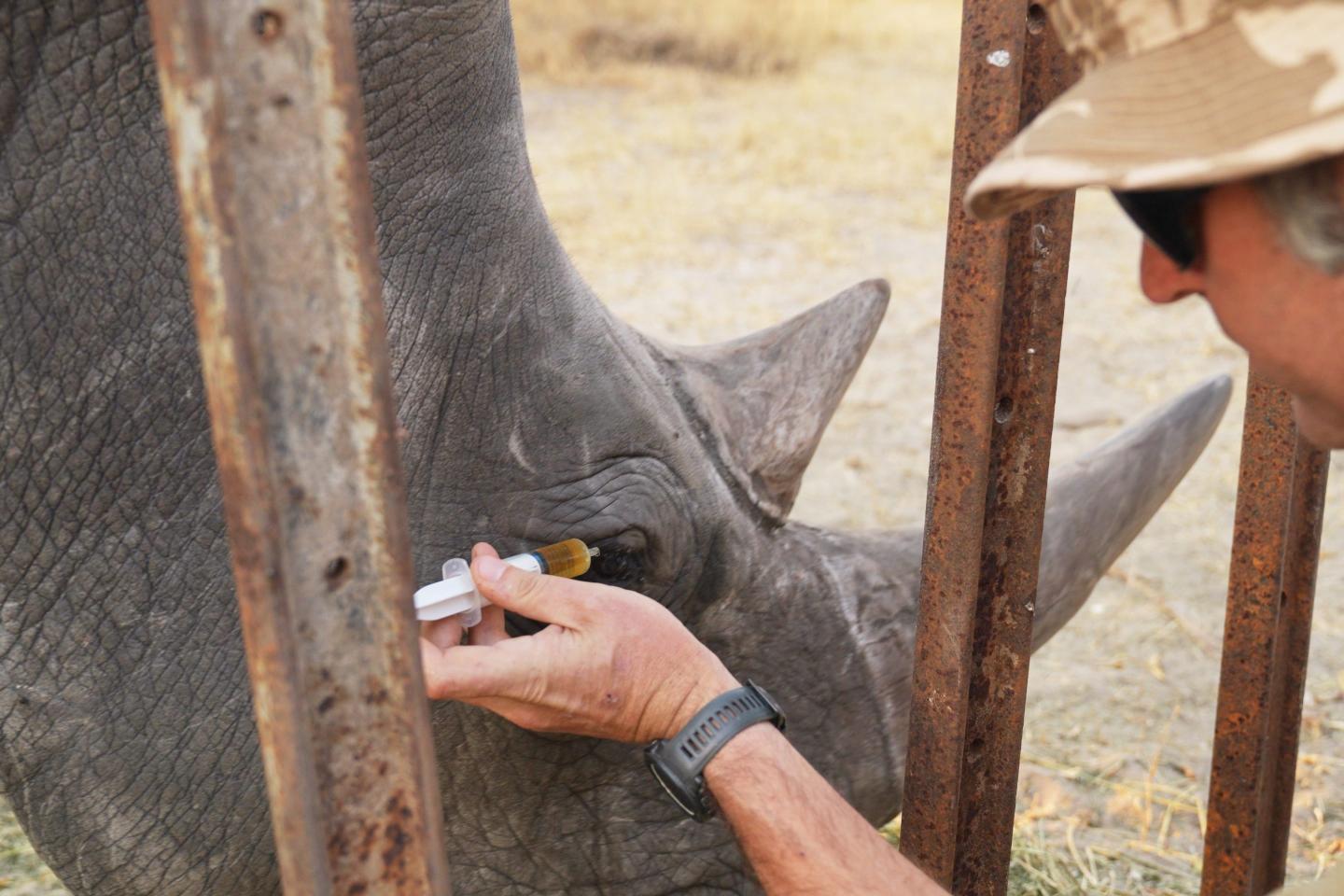 Florida animal behaviorists’ “ridiculous idea” to administer eye drops save a Zimbabwean rhino with bleeding eyes