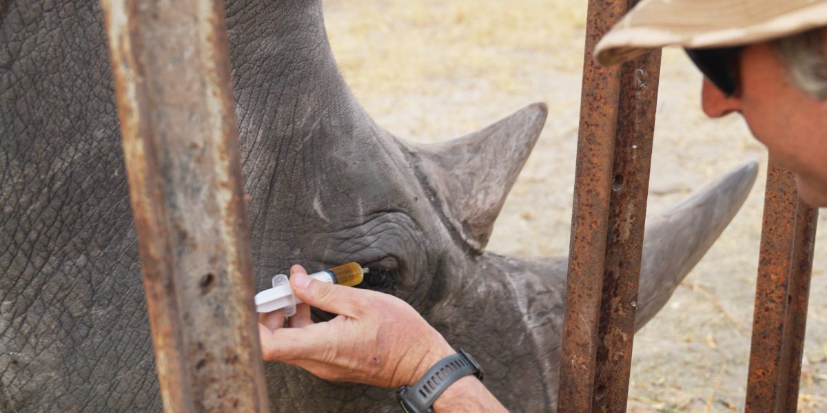 Badak dengan Mata Berdarah Akhirnya Bisa Melihat Kembali Setelah Diberi Obat Tetes Mata oleh Penjaga Kebun Binatang