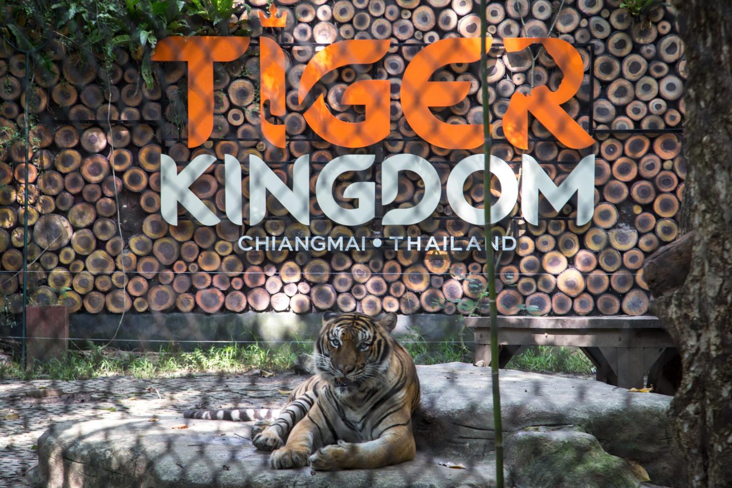 tiger