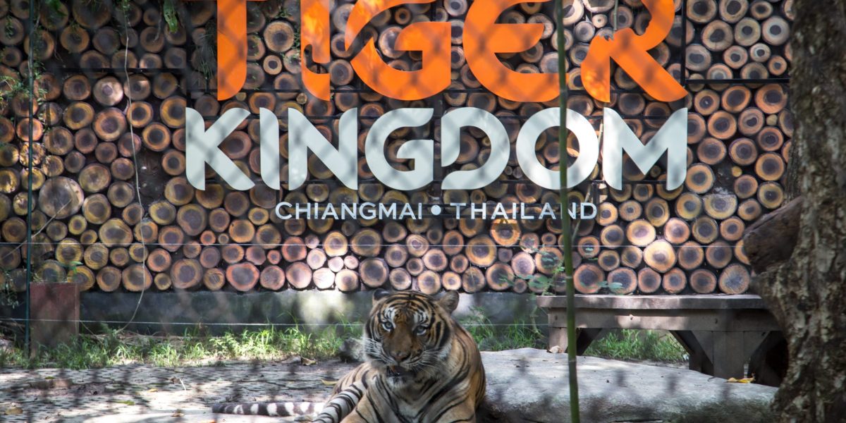 72 tigers died in 2 Thai zoos over 10 days, but authorities tell humans not to worry