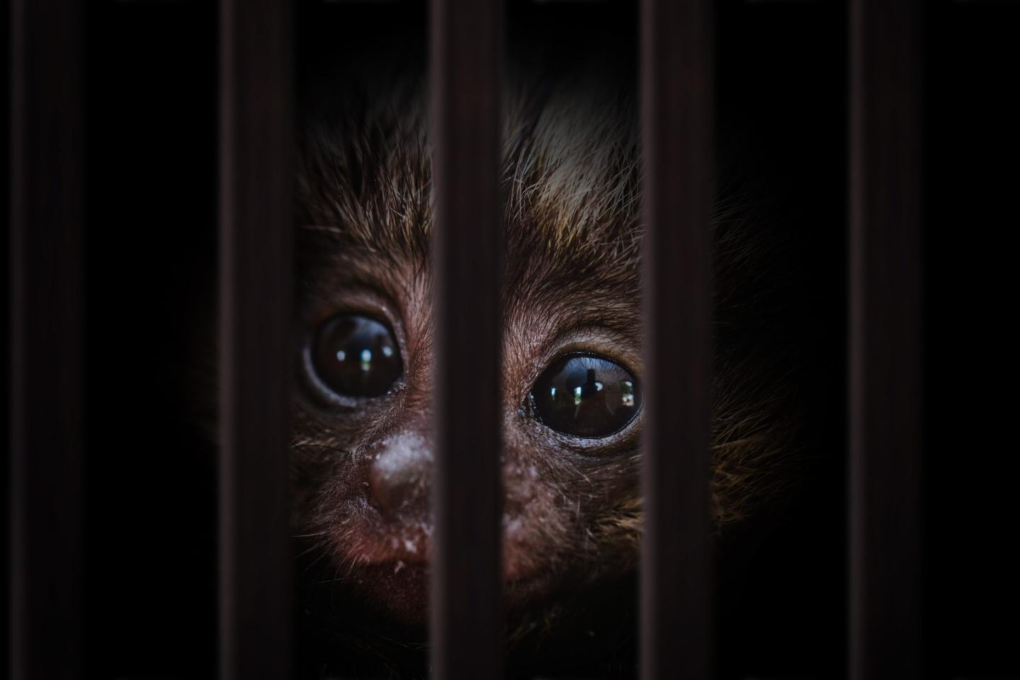 monkey