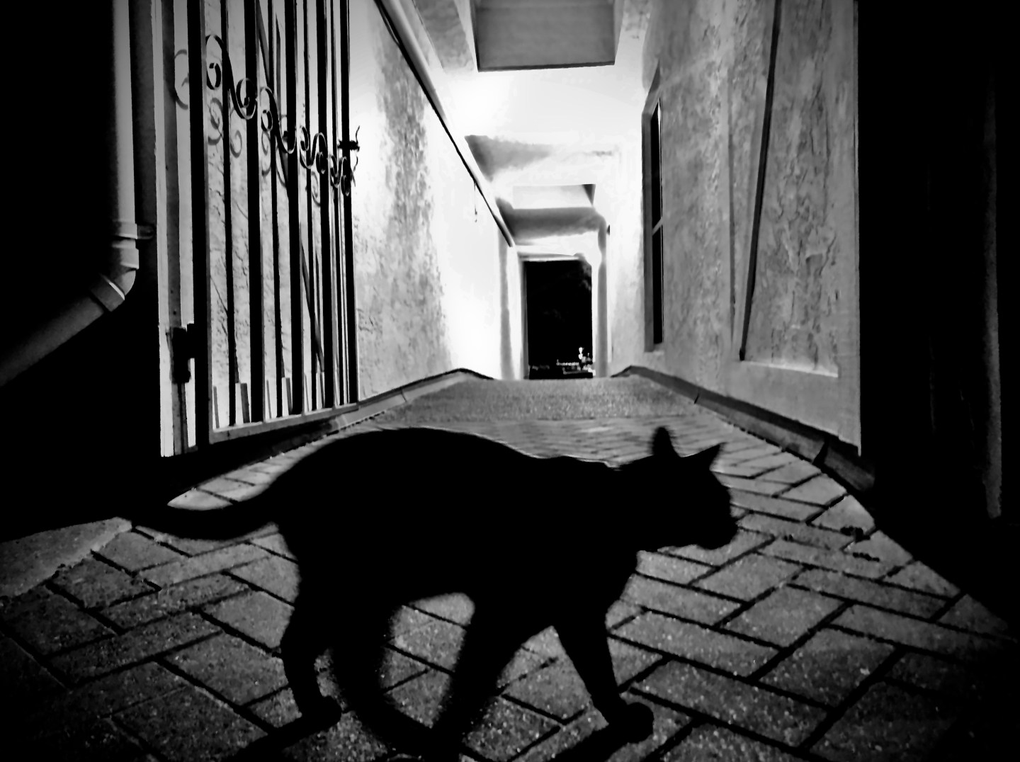 black cat bad luck