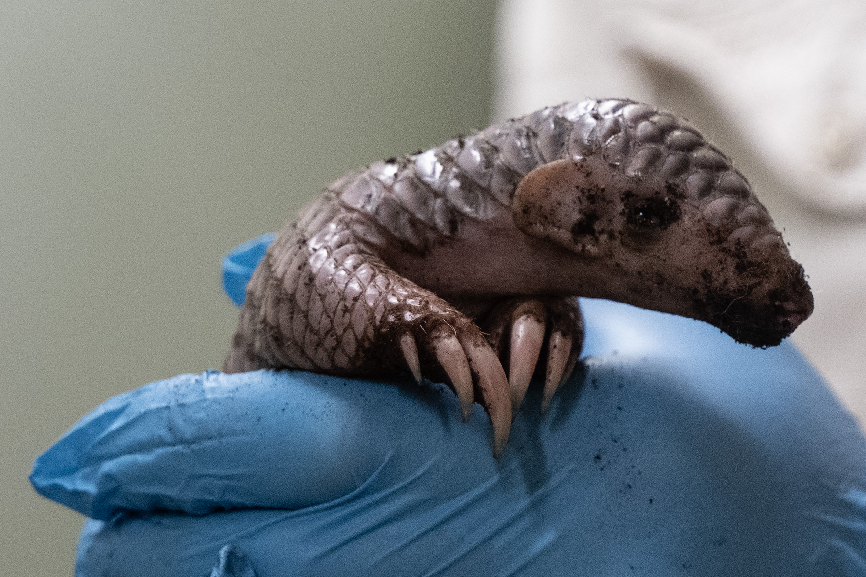 Happy Pangolin Day: the prize for the shy scaly creature as