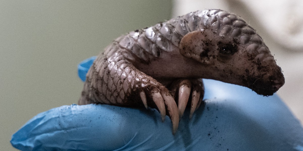 Happy Pangolin Day: the prize for the shy scaly creature as world’s most trafficked mammal
