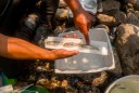 Trump torpedoed Biden’s $1 billion plan to save American salmon, leaving species ‘on the brink of extinction’