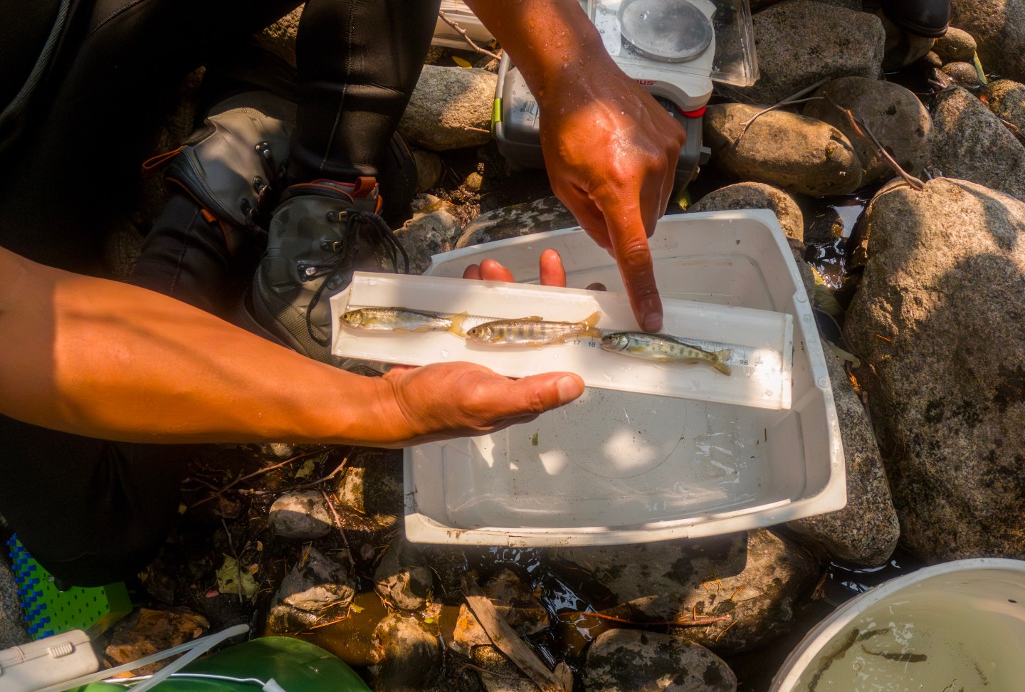 SOMES BAR, CA - AUGUST 15, 2024: Juvenile Chinook salmon, left, Coho salmon and steelhead trout, right, are measured during a study on Wooley Creek,  a tributary to the Salmon River which is one of the largest tributaries to the Klamath River on August 15,  2024 in Somes Bar, California. The Coho and Chinook are tagged with a monitoring device and also fin clipped for a genetic study. (Gina Ferazzi / Los Angeles Times via Getty Images)