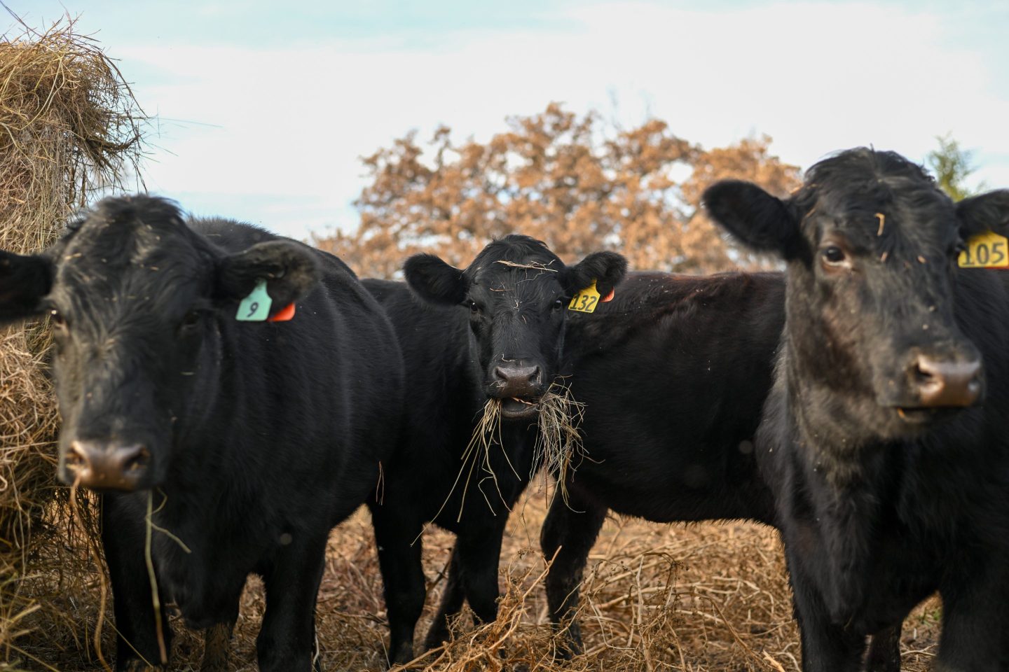 America’s vanishing cattle herd drives 15% price hikes for beef