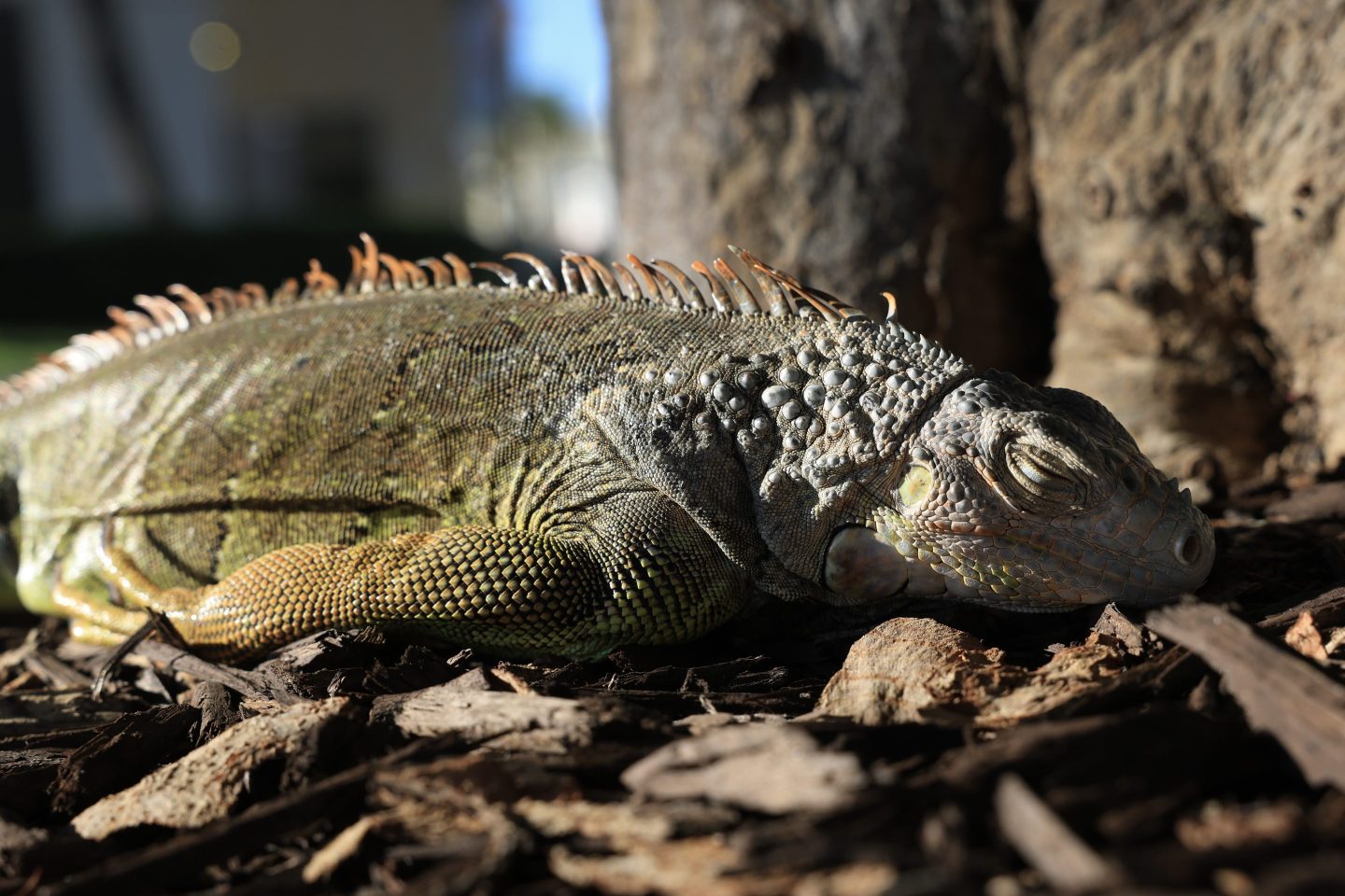 iguana
