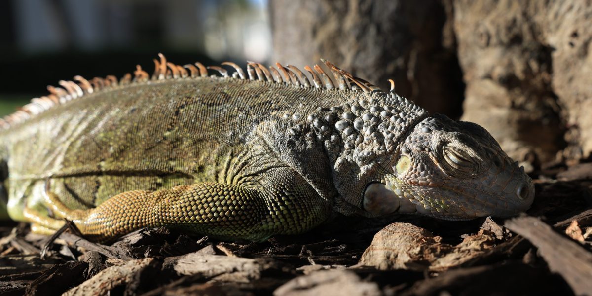 Florida Membeku: Iguana Jatuh dari Pohon