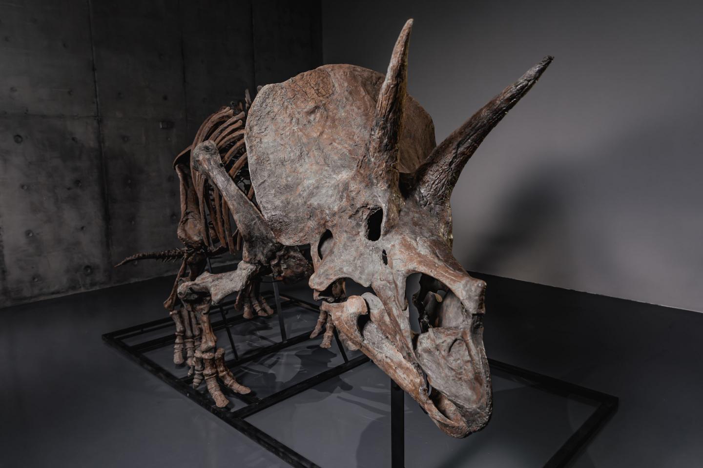 triceratops