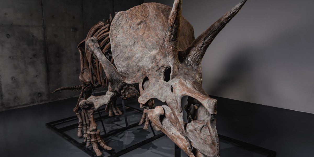 Billionaires' latest luxury asset class is dinosaur bones, boosted by Pharrell's new auction platform | Fortune