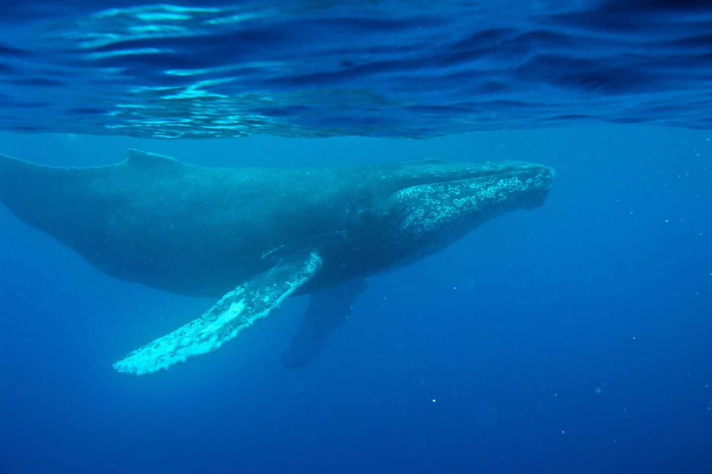 a whale swimming underwater