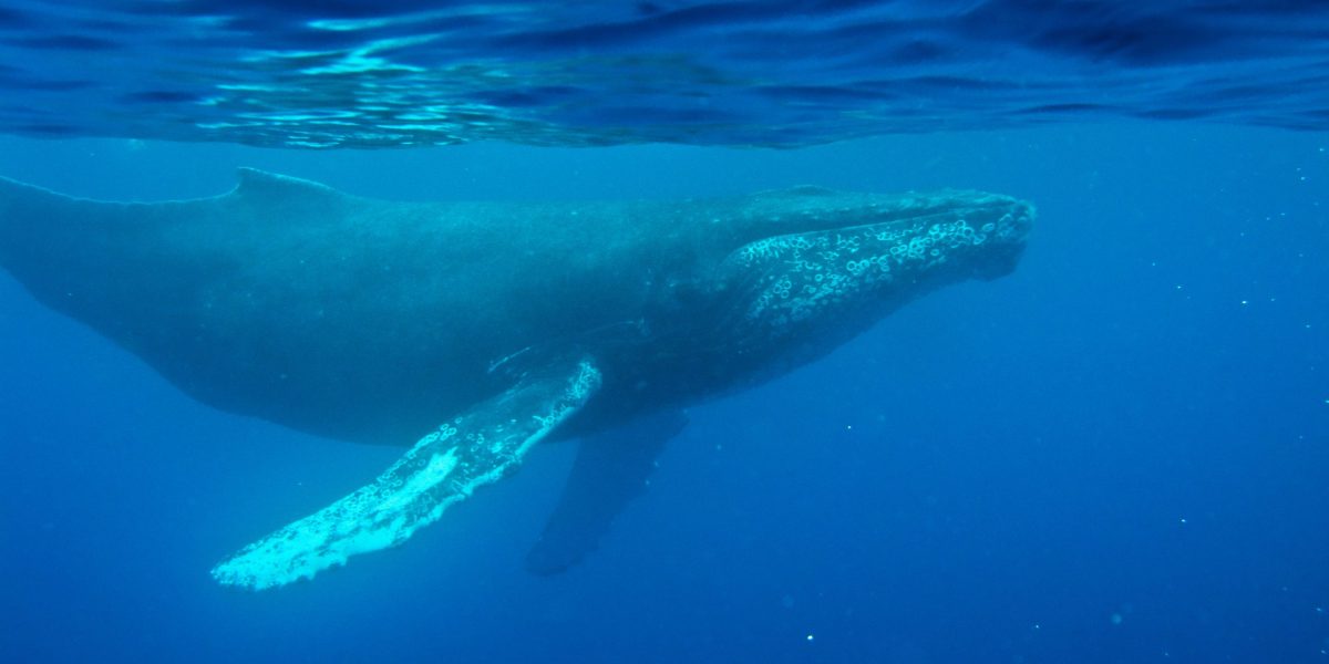 The ocean’s original chart-topper: scientists discover the oldest whale song recorded, from 1949
