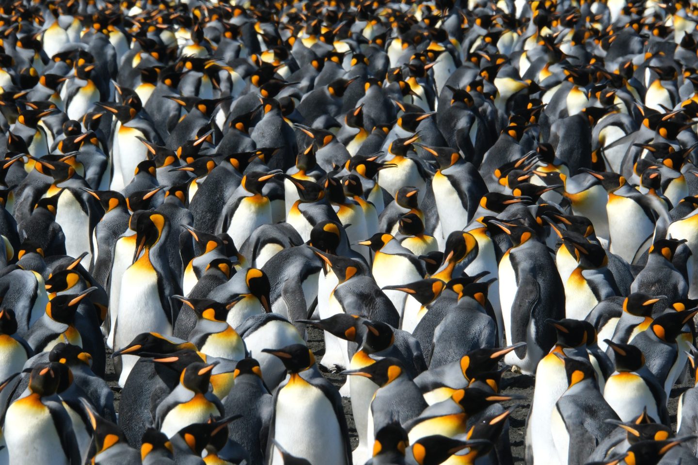 King penguins are a rare species seemingly benefiting from climate change. Here’s why