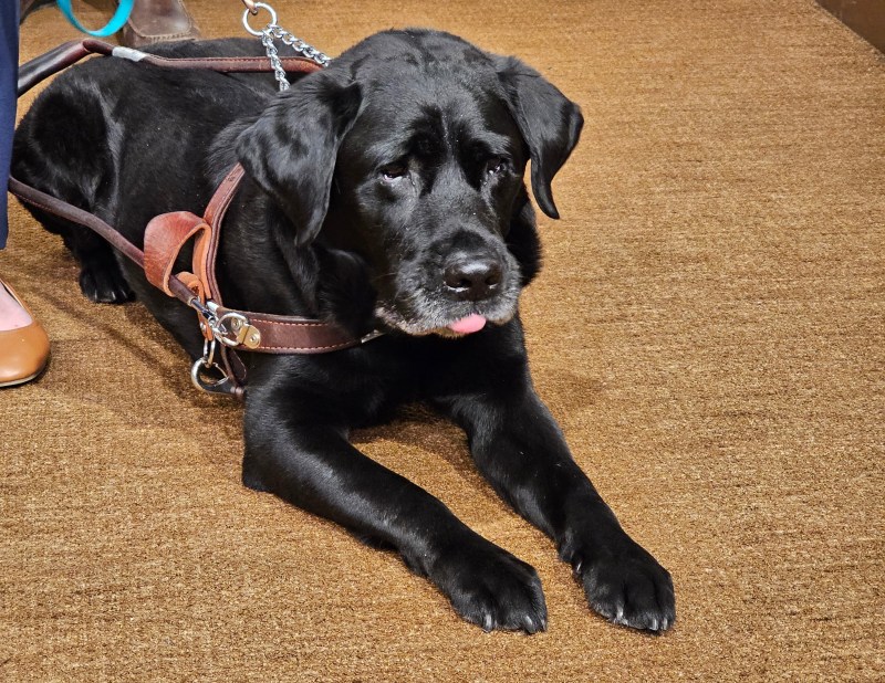 How Alfred the service dog changes the rights of Lyft riders nationwide