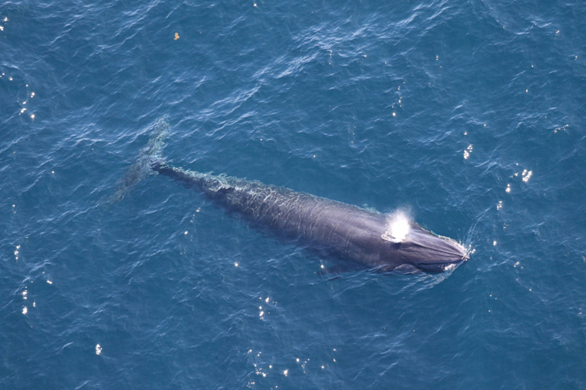 Trump’s plan to drill for oil in the Gulf of Mexico could be foiled by just 50 survivors of a rare whale species