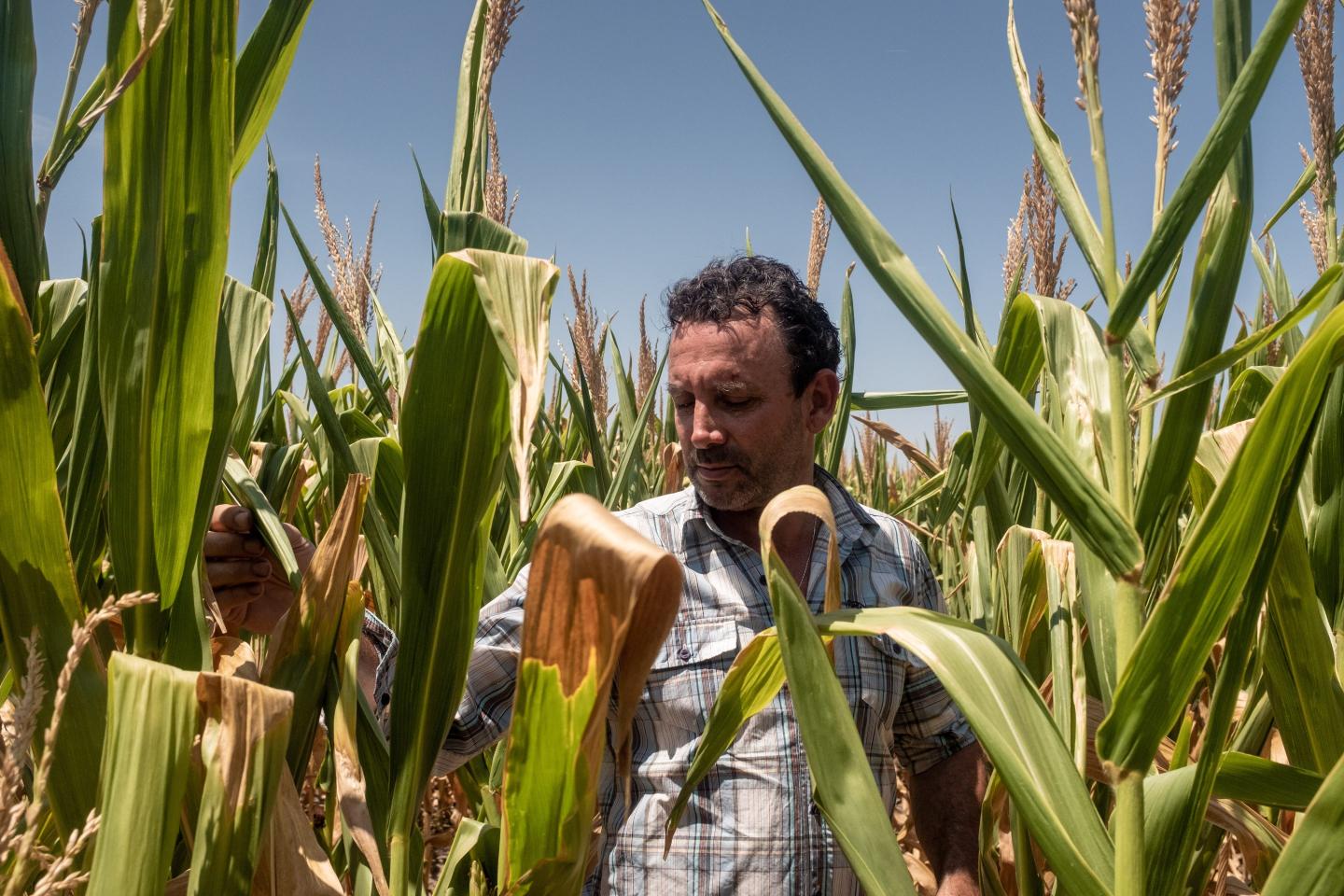 A man stands amidst a field of corn.